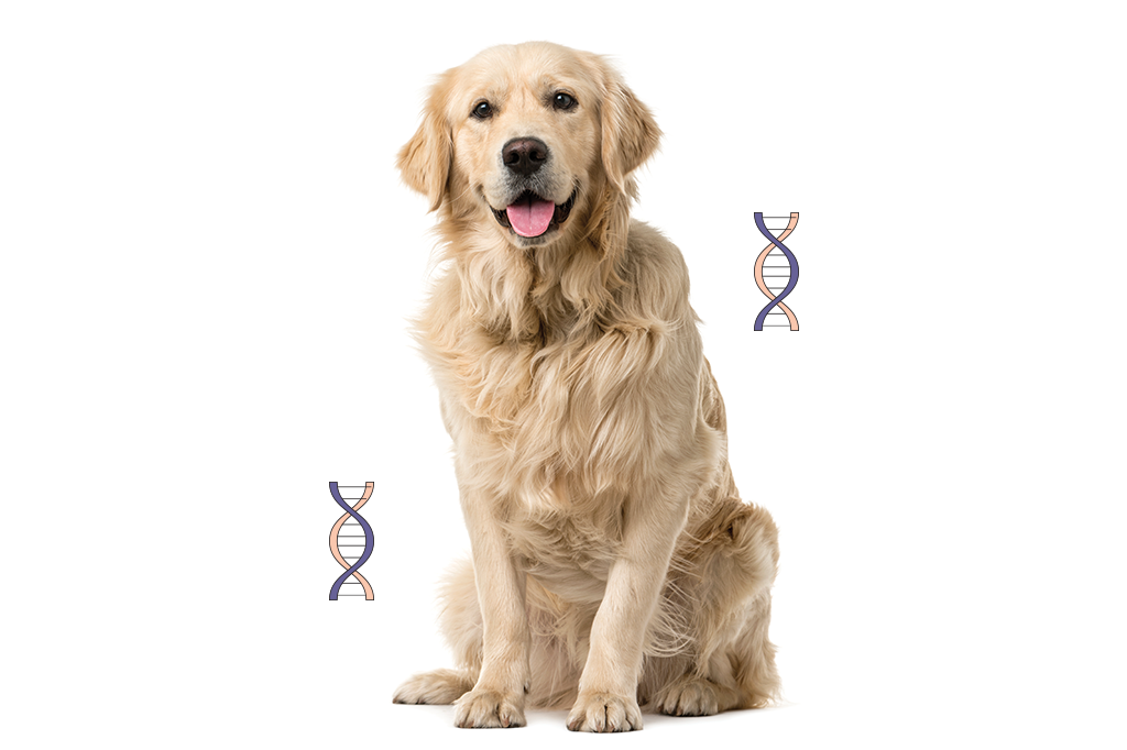cachorro-genetica