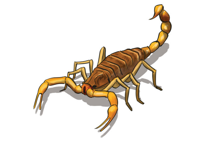 Ataques de escorpião e pragas aumentam nos dias quentes. Como evitar?