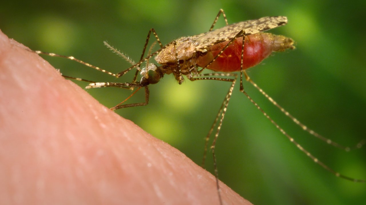 saude-malaria-anofelino-mosquito-anopheles-inseto