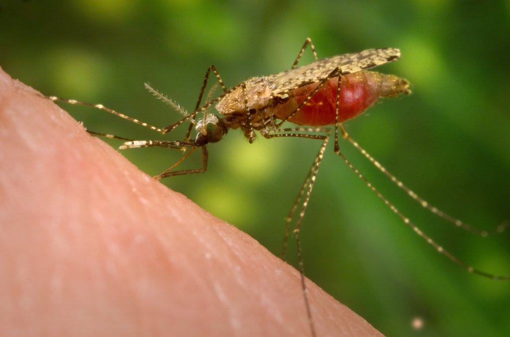 saude-malaria-anofelino-mosquito-anopheles-inseto