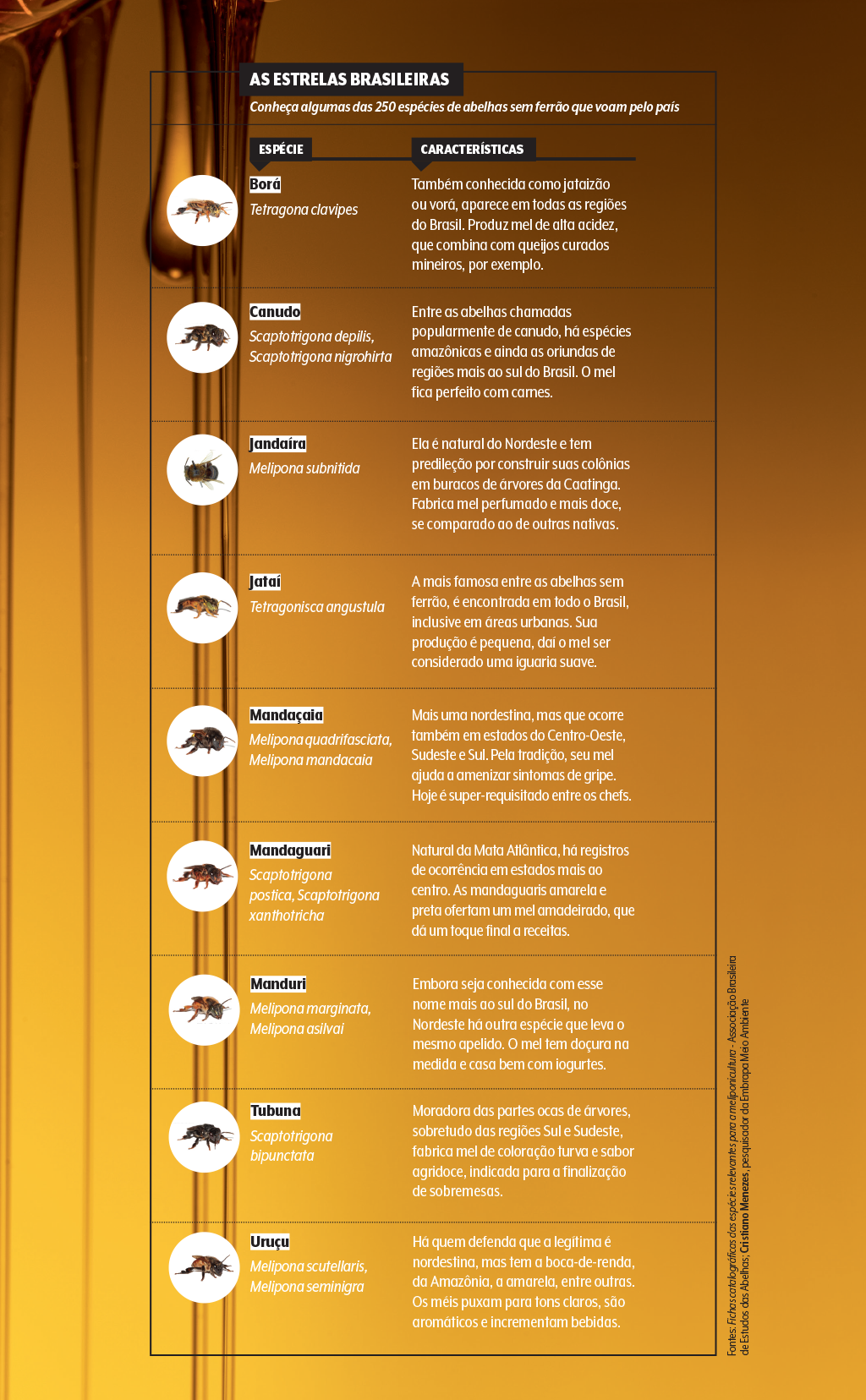 mel-quadro-abelhas-nativas