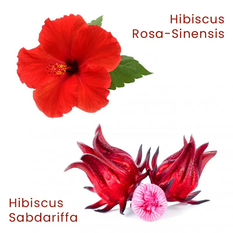 hibisco-ornamental-e-hibisco-comestivel hibisco-ornamental-e-hibisco-comestivel