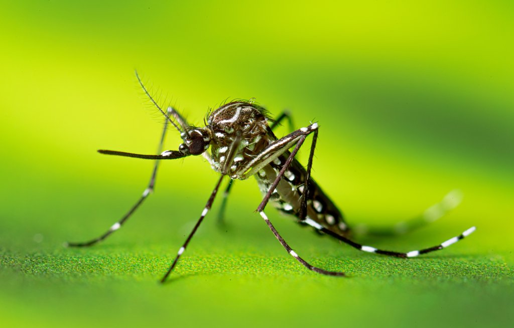 saude-medicina-arboviroses-infeccao-dengue-zika-chikungunya-aedes-aegypti