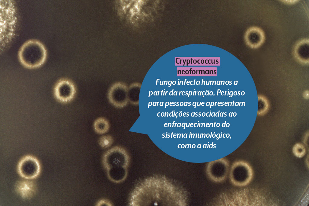 saude-supermicrobios-resistencia-antimicrobiana-fungo-cryptococcus-neoformans