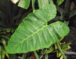 Folha de taioba: benefícios de uma planta comestível e rica em nutrientes
