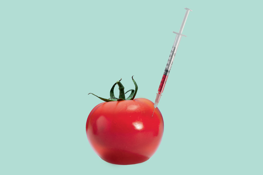 transgenico-tomate