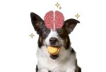 Brincadeiras protegem cães contra demência