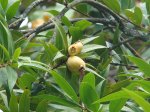 Jambo: quais os benefícios do fruto exótico e como consumi-lo?