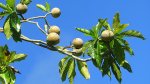 Jenipapo: os vários usos e benefícios da fruta