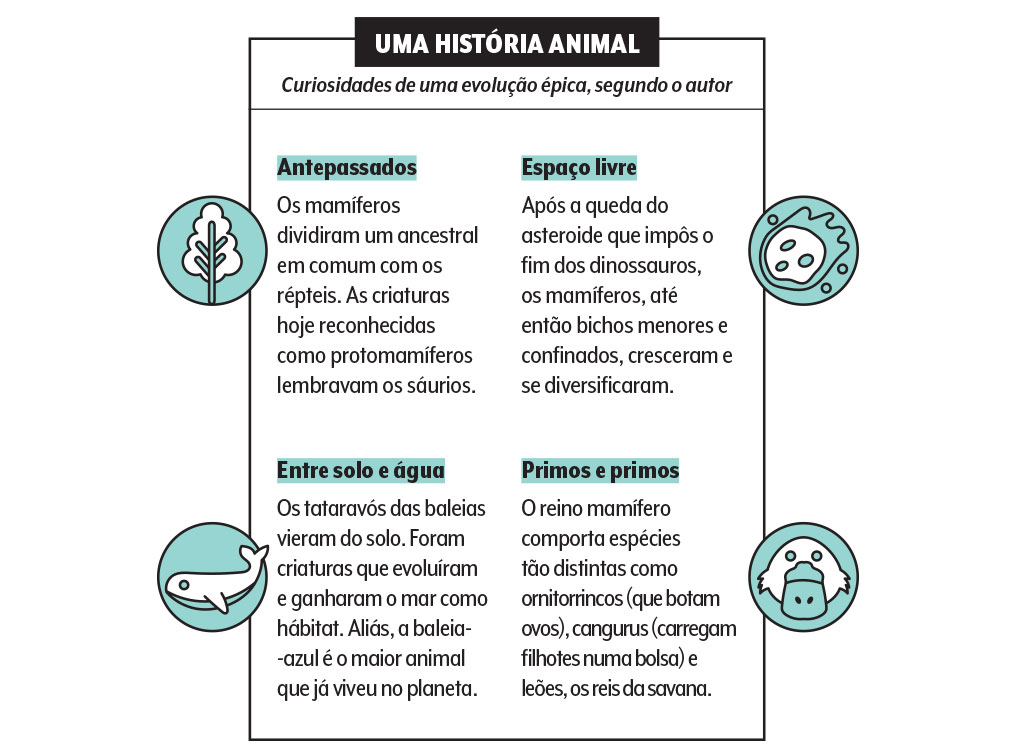 504-ecossistema-mamiferos-quadro historias-mamiferos