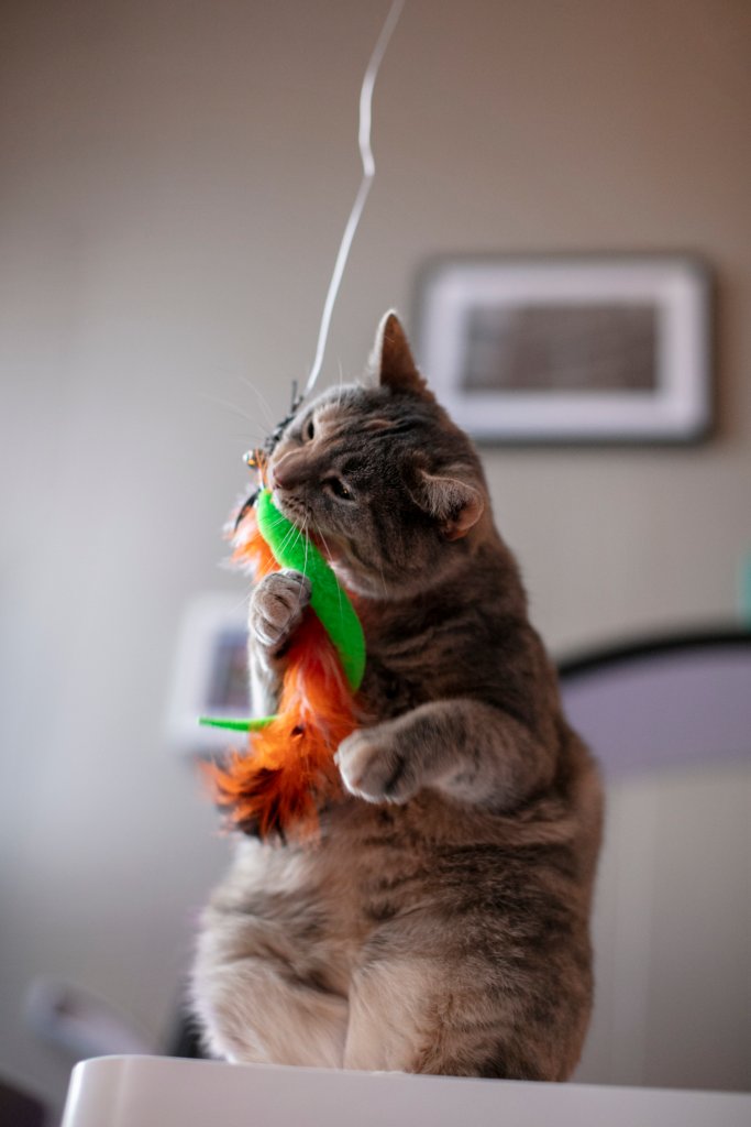 gato-brincadeira gato-brincadeira