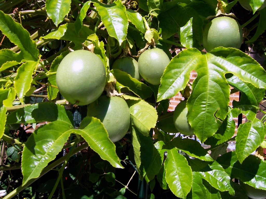 folha-de-maracuja-cha