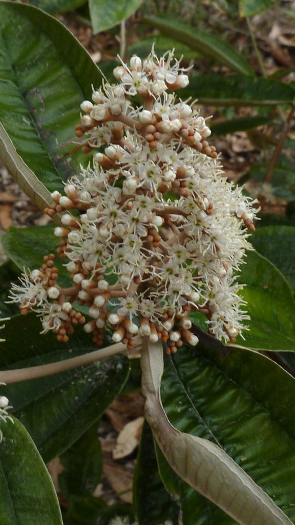 planta-canela-de-velho canela-de-velho-funciona