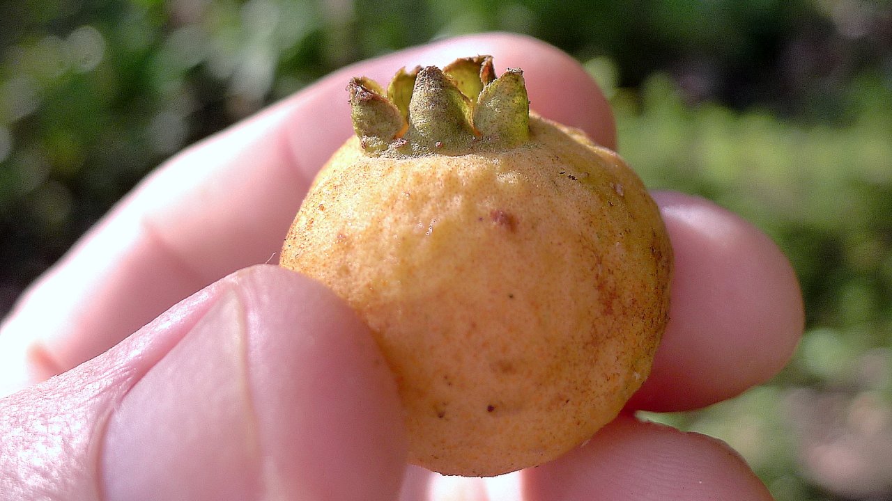 guabiroba-fruta-planta-beneficios