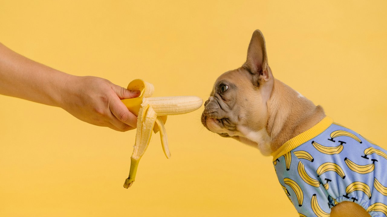 cachorro-fruta
