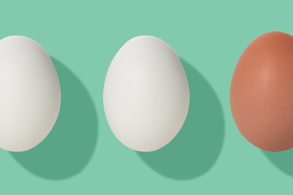 Meta de garantir bem-estar de galinhas ainda caminha a passos lentos