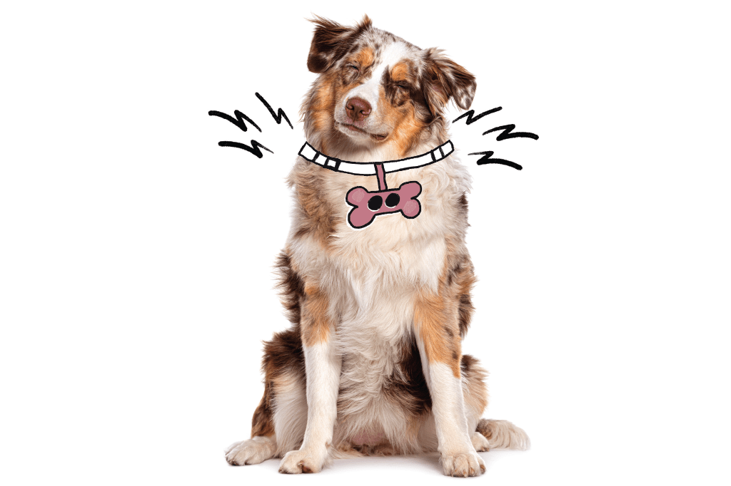 Nova coleira facilita a vida de cães cegos