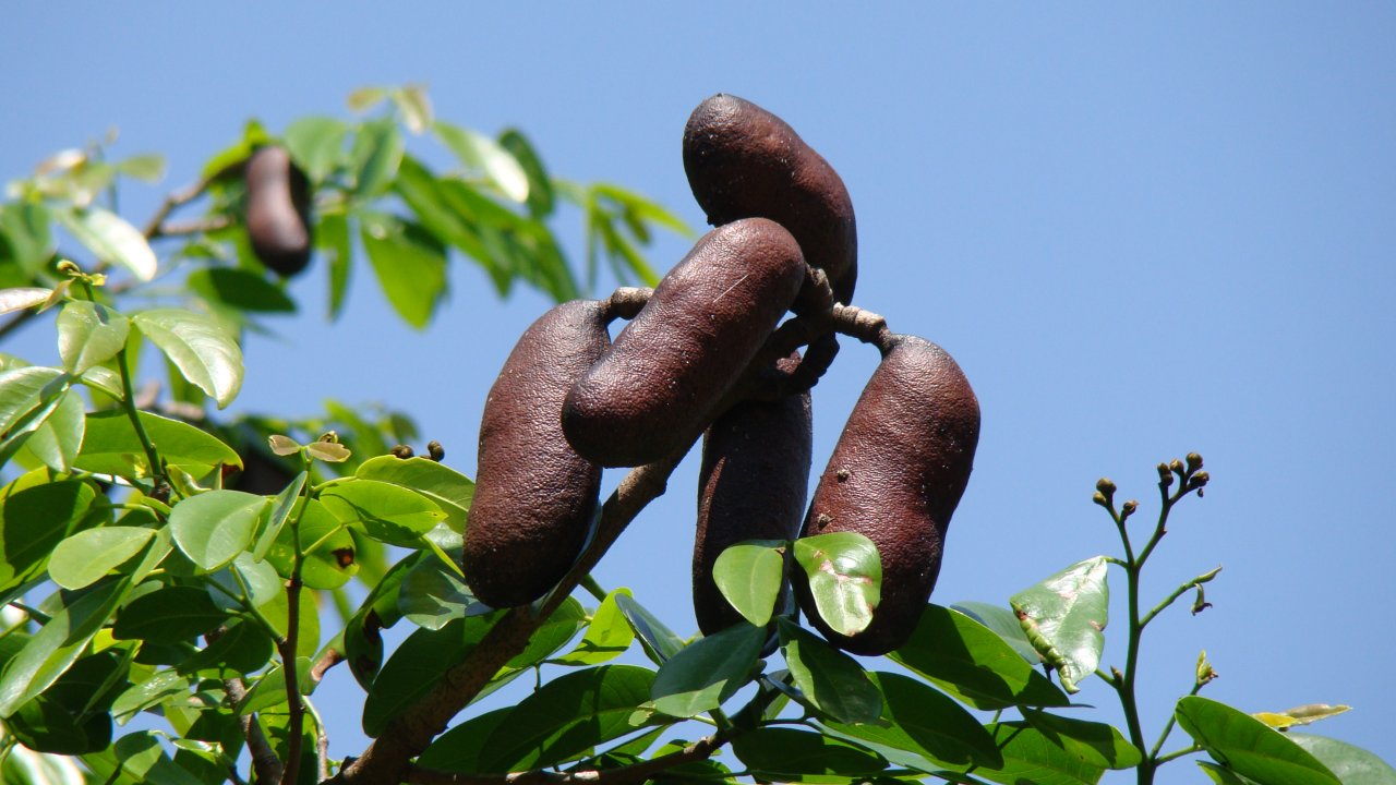 jatoba-frutos