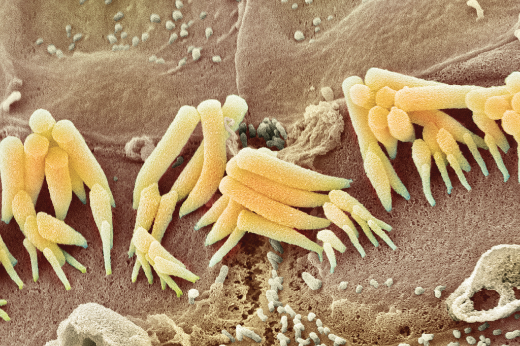 Zoom: em alto e bom som