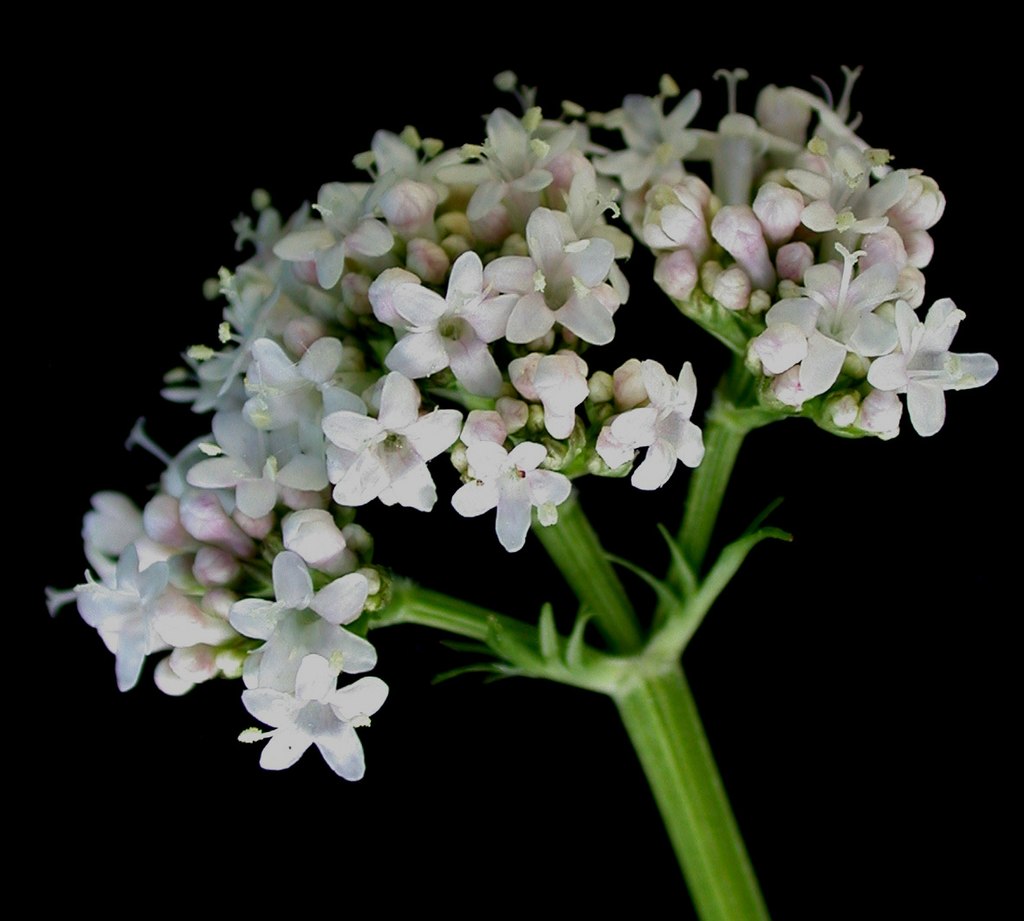 Chá de valeriana: para que serve e como preparar