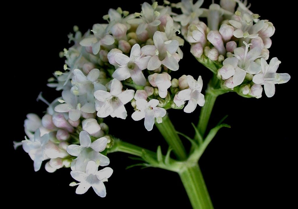 cha-de-valeriana