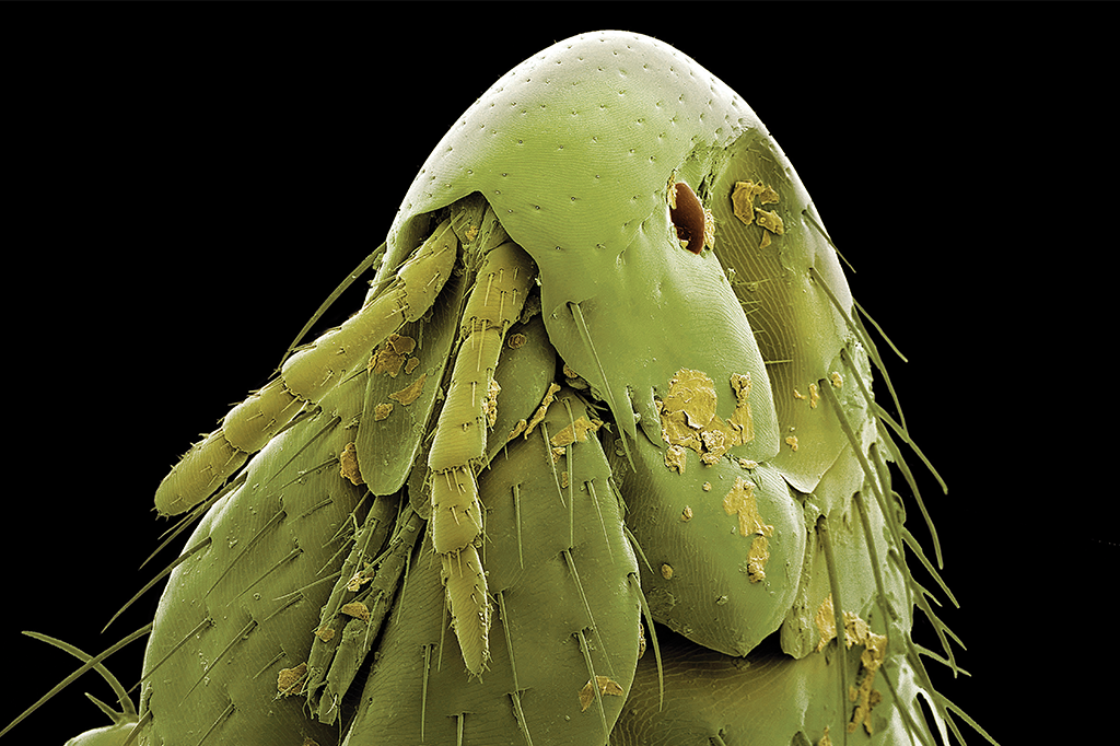 Zoom: um monstrinho atrás da orelha