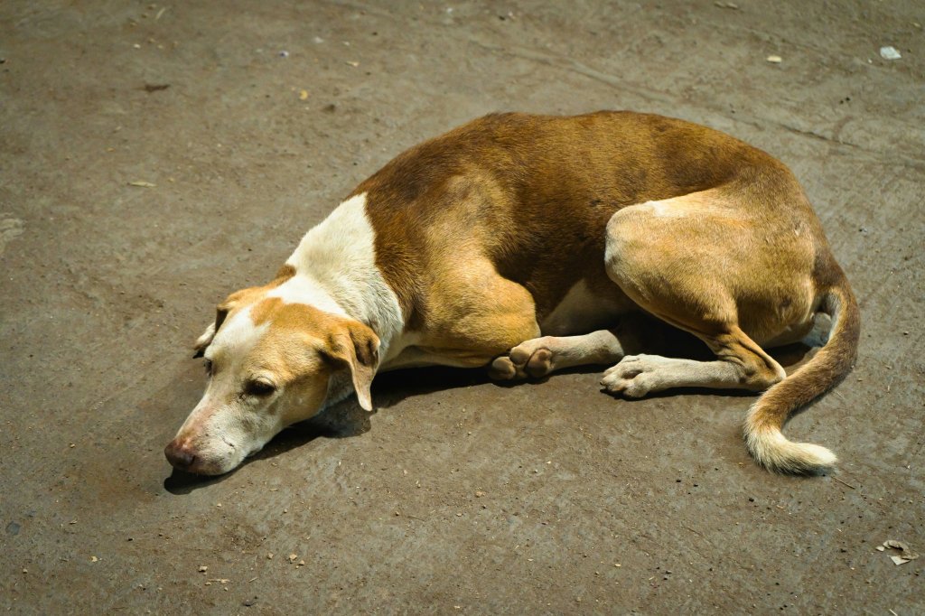 Cinomose canina: conheça a doença e saiba como prevenir