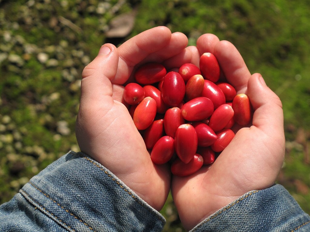 O que é a fruta do milagre, que pode causar alergia