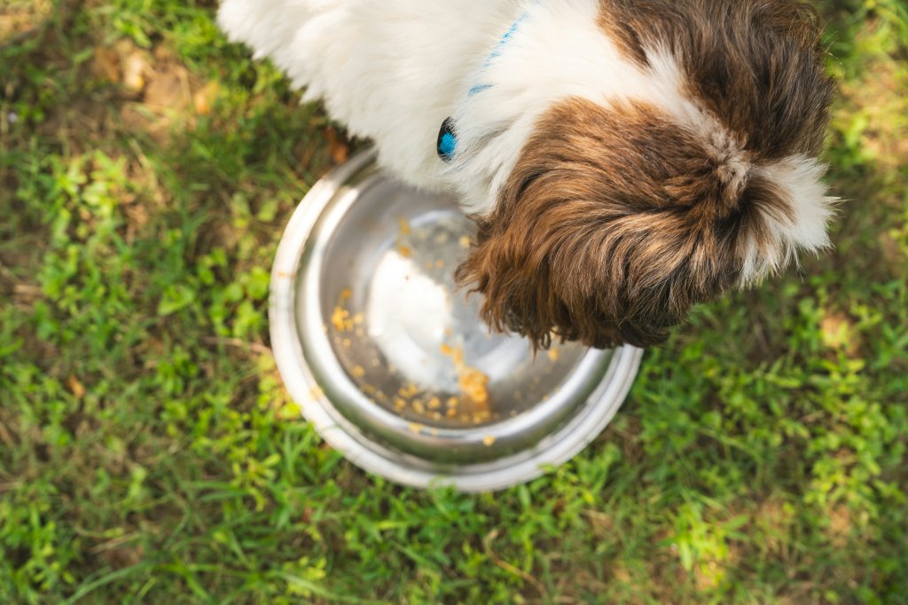 Alimentação natural é melhor do que ração? 5 pontos sobre a dieta dos pets