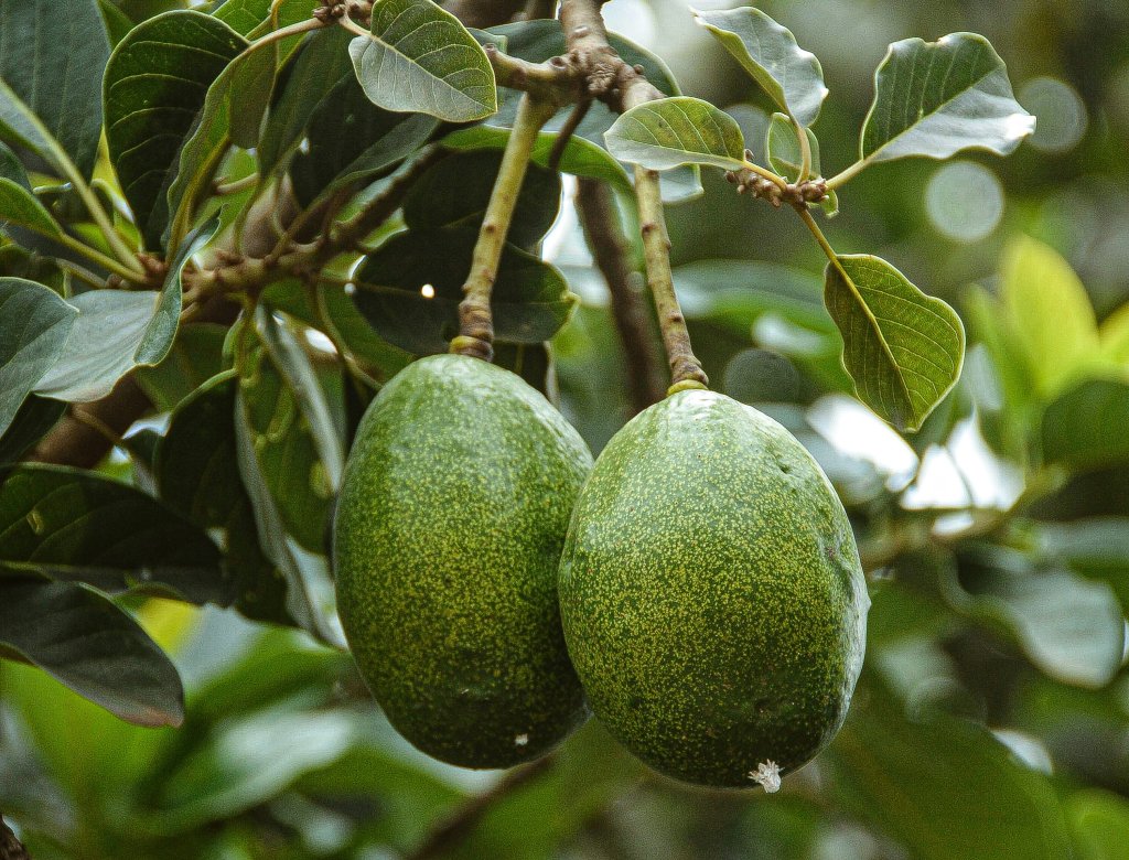 Chá de folha de abacate: conheça os benefícios para a saúde