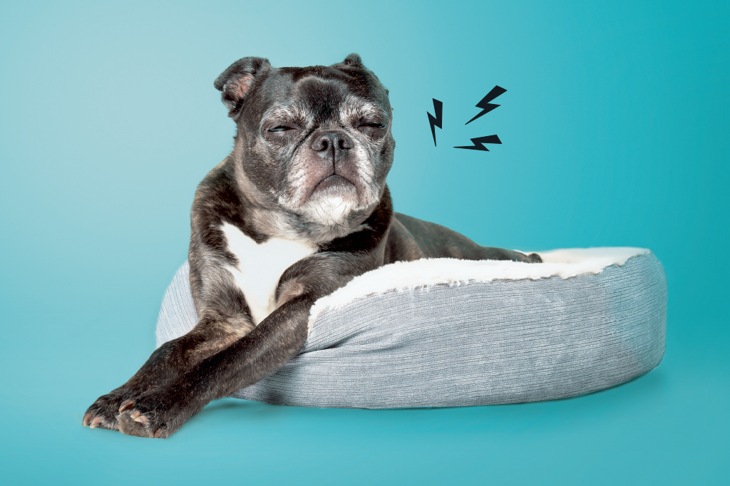 Veja as 5 doenças mais comuns entre os cães idosos