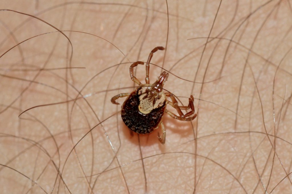 Os perigos do carrapato-estrela para a saúde