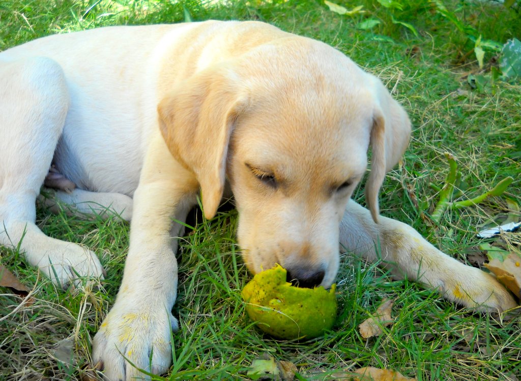Cachorro pode comer manga? Saiba se fruta é permitida para pets