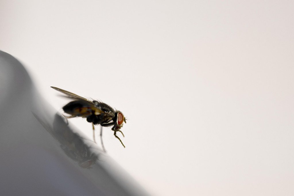 Miíase: o que é, quais são as causas, sintomas e tratamentos