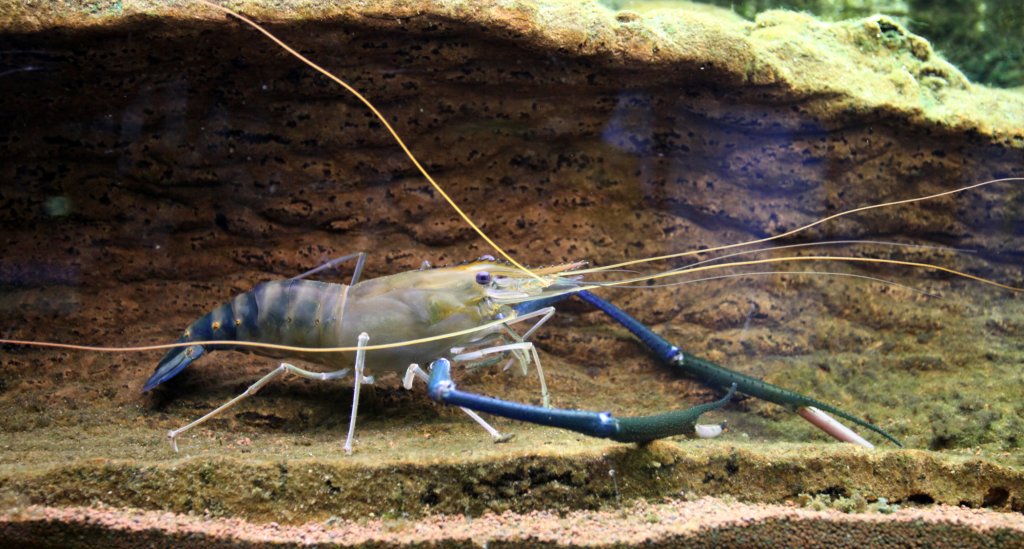 Camarão gigante azul invade águas do Pará e desperta atenção de cientistas