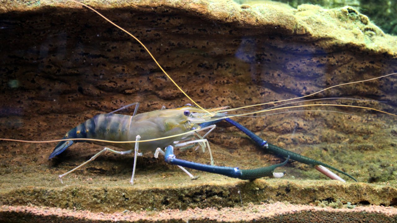 saude-ecossistiema-camarao-azul-gigante-macrobrachium-rosenbergii