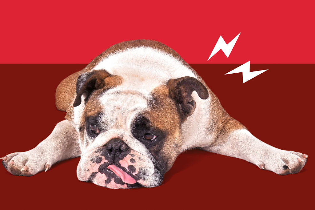 Dor miofascial nos cães: saiba como cuidar
