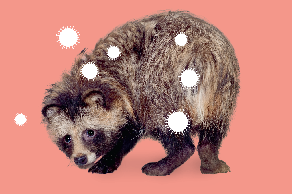 Afinal, que animal deu origem à pandemia de covid-19?