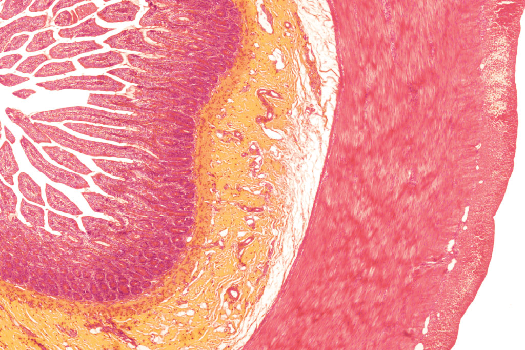Zoom: luz no fim do túnel