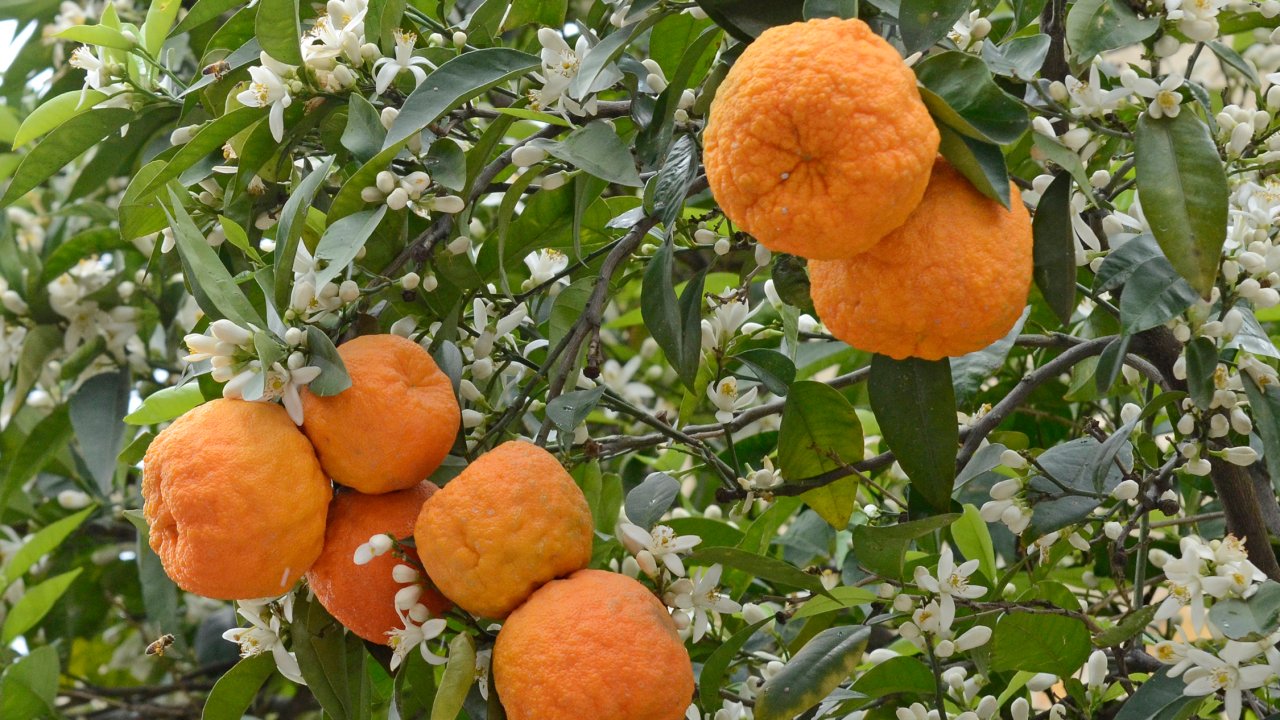 laranja-amarga