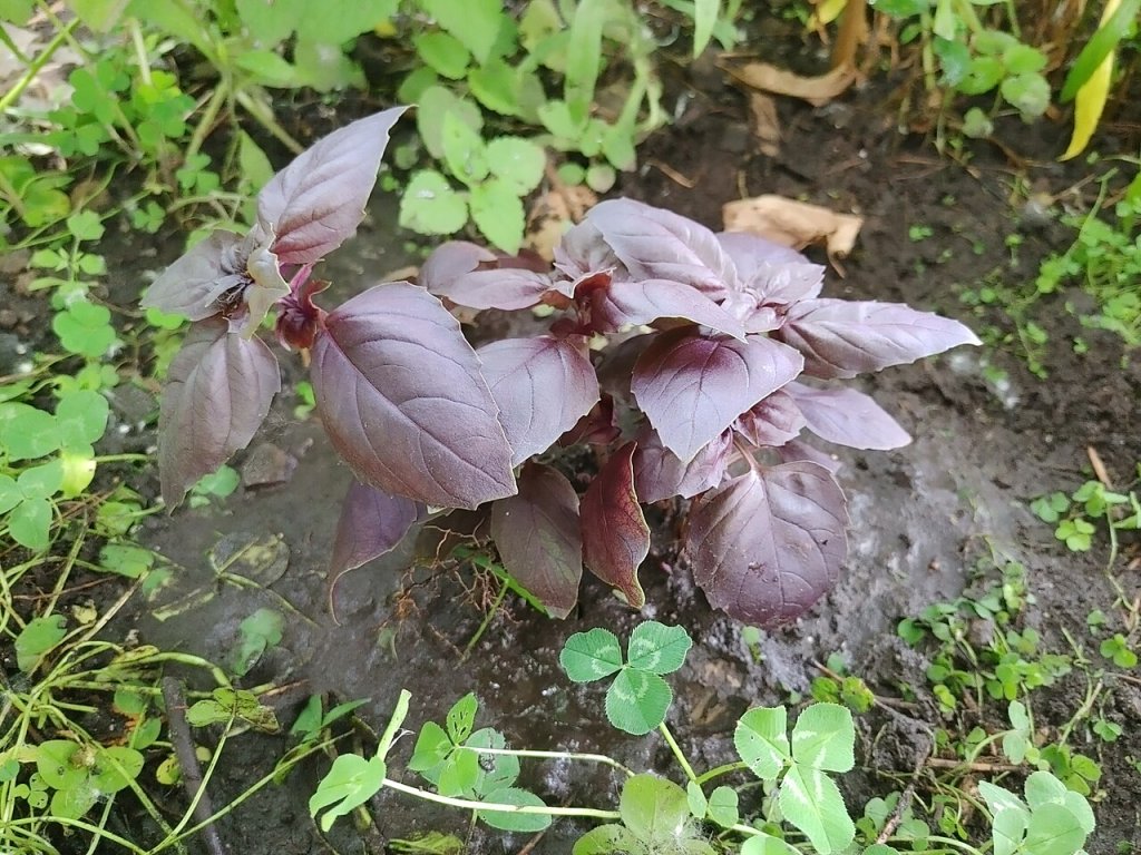 Conheça o manjericão roxo, erva rica em antioxidantes