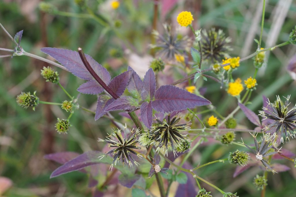 Chá de erva daninha? Picão-preto ajuda a tratar icterícia