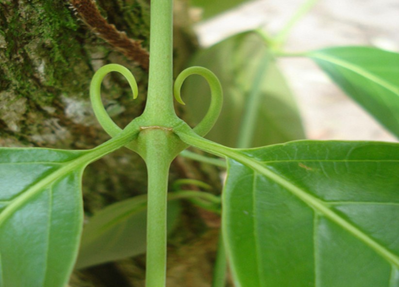 Chá de unha-de-gato: pra que serve, benefícios e quem pode consumir