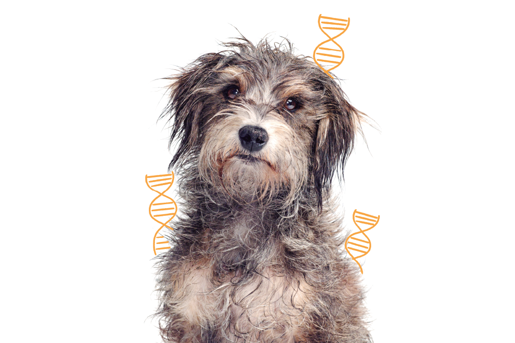 cachorro-genetica