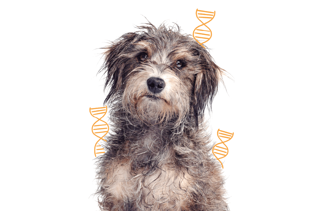 cachorro-genetica