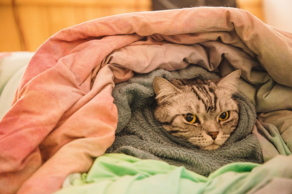 gato-doencas-frio gato-doencas-frio