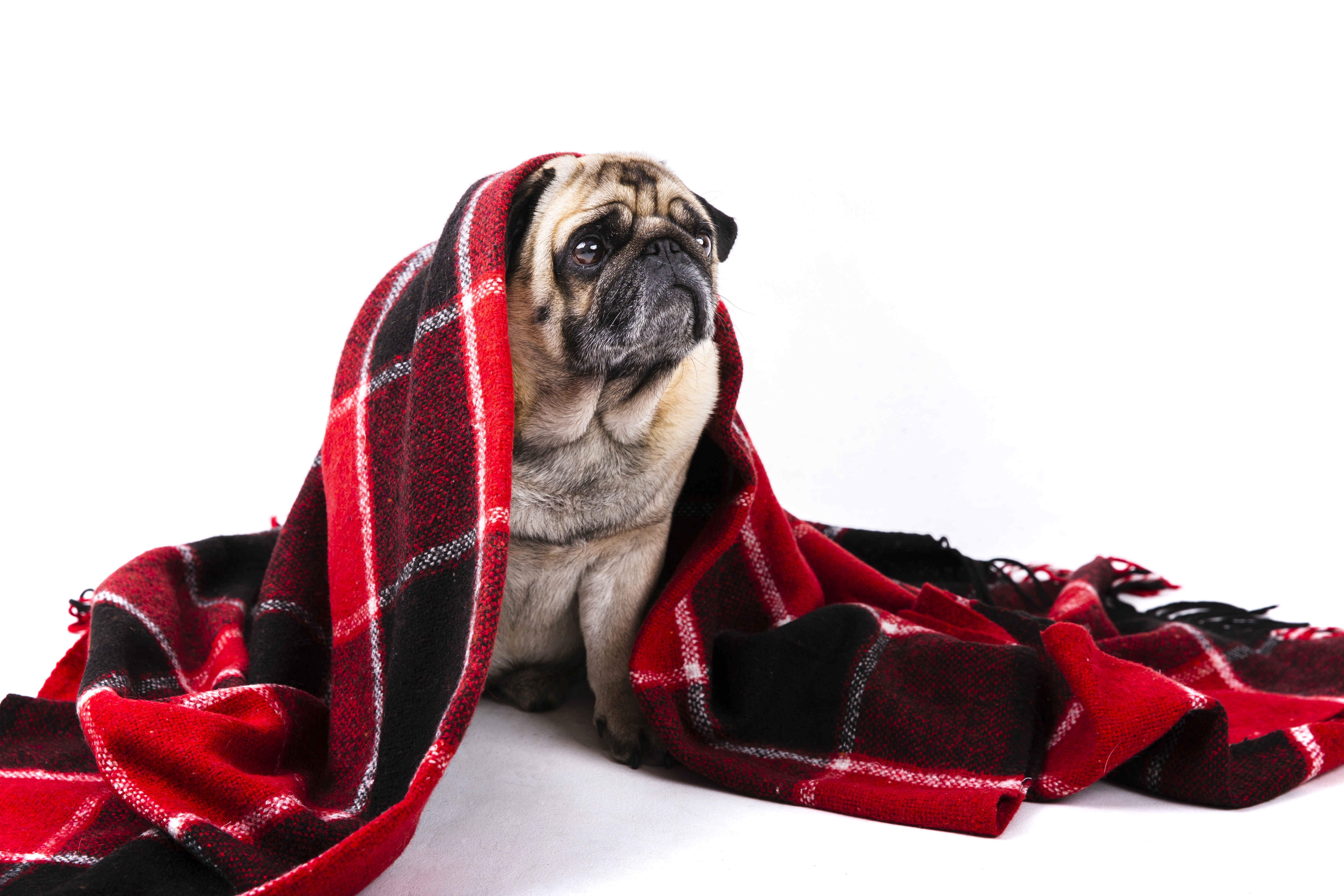 Onda de frio ameaça a saúde dos pets — saiba como cuidar do seu