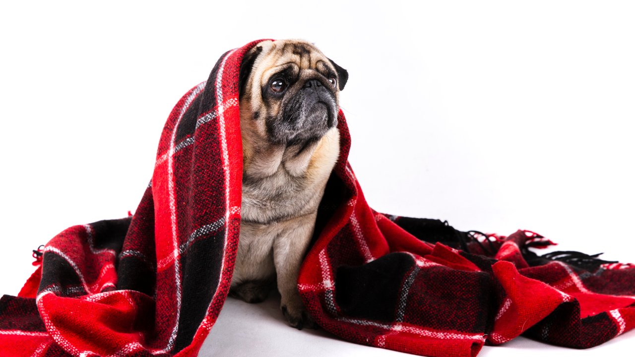 cachorro-inverno-frio