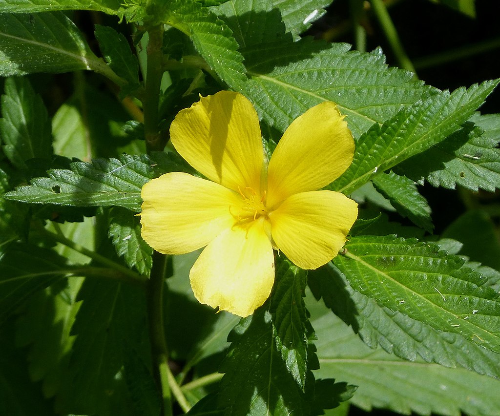 Chá de damiana: estudos científicos não comprovam supostos benefícios