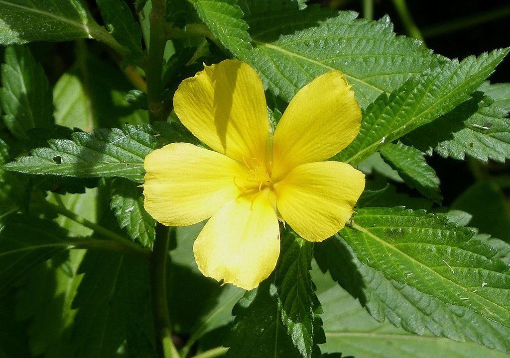 cha-de-damiana-turnera-ulmifolia